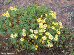 Argyranthemum maderense