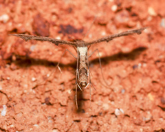 Lantanophaga pusillidactylus