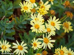 Argyranthemum maderense