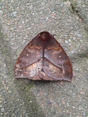 Automeris postalbida