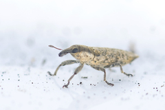Lixus brevirostris