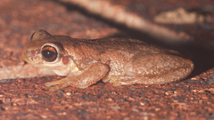 Litoria balatus