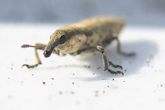 Lixus brevirostris