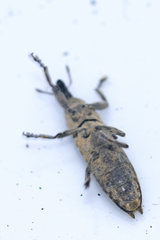 Lixus brevirostris