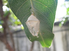 Papilionoidea