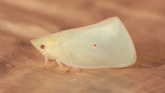 Colgaroides acuminata