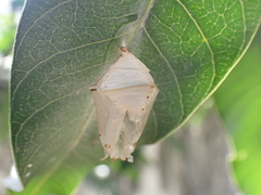 Papilionoidea