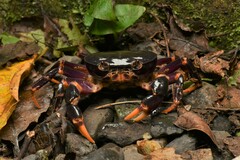 Geothelphusa miyazakii