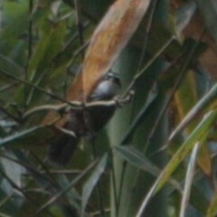 Pomatorhinus musicus