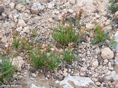 Asphodelus tenuifolius