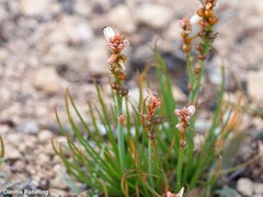 Asphodelus tenuifolius
