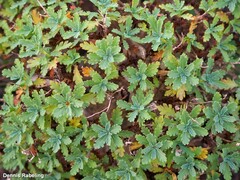 Argyranthemum maderense