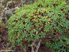 Argyranthemum maderense