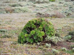 Aeonium lancerottense