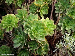 Aeonium lancerottense