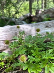 Acaena ovalifolia