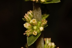 Crassula capitella subsp. nodulosa image