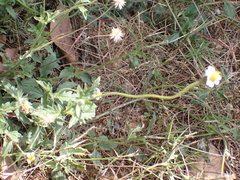 Tridax procumbens