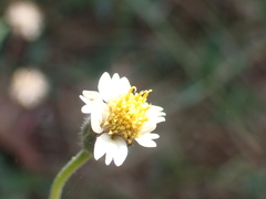 Tridax procumbens