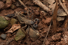 Typopeltis crucifer