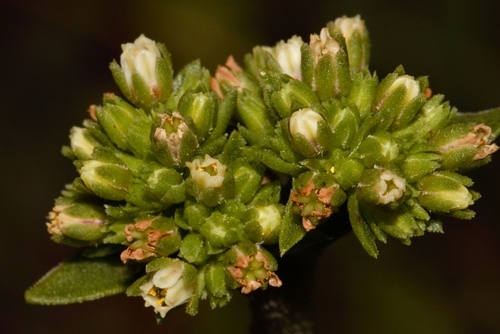 Crassula capitella subsp. nodulosa image