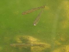 Rasbora