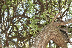 Prosopis affinis