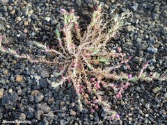 Spergularia fimbriata