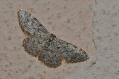 Idaea alyssumata