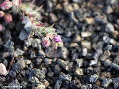 Spergularia fimbriata