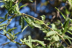Prosopis affinis