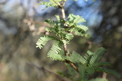 Prosopis affinis