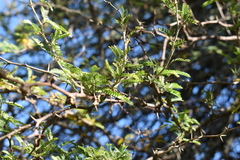 Prosopis affinis