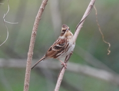 Emberiza elegans