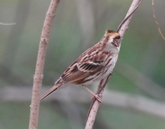 Emberiza elegans