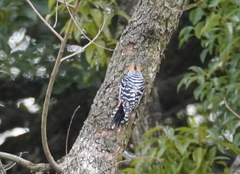 Dendrocopos hyperythrus