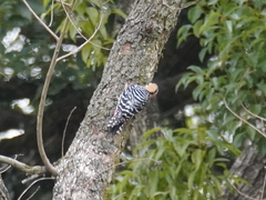 Dendrocopos hyperythrus