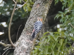 Dendrocopos hyperythrus