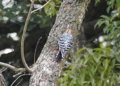 Dendrocopos hyperythrus