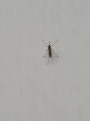 Culiseta longiareolata