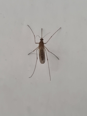 Culiseta longiareolata