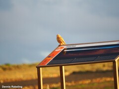 Falco tinnunculus dacotiae