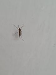 Culiseta longiareolata