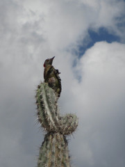 Melanerpes striatus