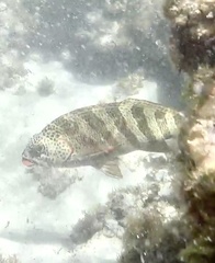 Goniistius rubrolabiatus