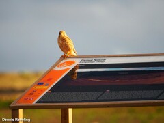 Falco tinnunculus dacotiae