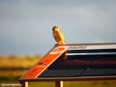 Falco tinnunculus dacotiae