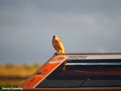 Falco tinnunculus dacotiae