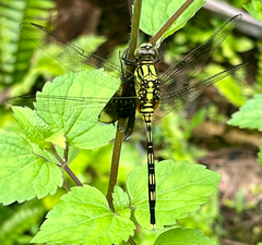 Orthetrum serapia