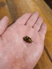 Anoplognathus aureus